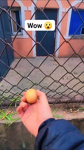 #monkeyfunny #monkey #funnymonkey #monkeymemes #monkeylove #monkeyfun #meme #monkeymeme #monkeys #funny #memes #lol #monkeysofinstagram #ma #monke #chimp #chimpmeme #chimpanzee #bonobo #ape #funnymeme #gorilla #funnymonkeymeme #monkee #monkeememe #haha #memesdaily #orangutan #aprilfoolsday #hehe | Lover Nature