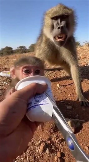 Hands Cutting Cup in a Rock Crevice