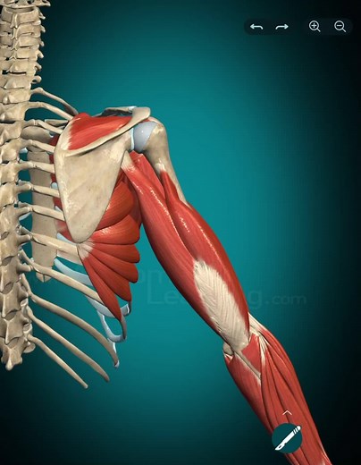 Anatomía musculoesquelética del músculo tríceps braquial 💪🏻 Aprende anatomía fácil, rápido y de forma grafica 🧠💪🏻🦴 #anatomia #fisio #fisioterapia #musculo #anatomy #easyanatomy