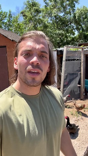 One of the top predators for backyard chickens are hawks. Here are some tips for dealing with them. #urbanchickenfarmer #chickenmath