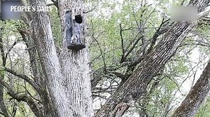 26K views · 486 reactions | Adorable! The ducklings of the Chinese mergansers in northeast China's Jilin Province, an endangered bird species under national first-class protection, started a special habit of jumping from their nests during the breeding season to start their new life. | People's Daily, China | Facebook
