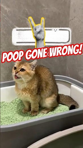 🤣😹💩 Funniest Cats Poop Fails Caught on Camera! 🐾#funnycats #catfails #shorts