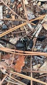 Florida nature battle Cicada Killer Wasp vs giant horsefly