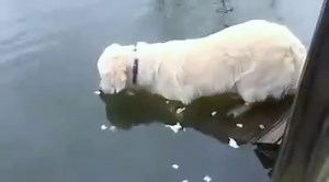 105K views · 2.3K shares | The crazy dog in fishing :D | Fishing Lovers | Facebook