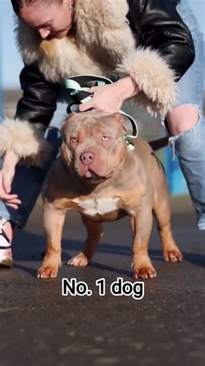 dog dangerous dog in world #viral#video#viralvideo #pitbull #top10strongestdogs