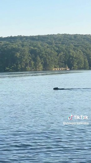 Bear swimming in Deep Creek Lake! 🐻