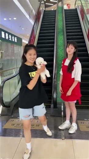 #Poodle #Pomeranian #Pomeranian Junsei