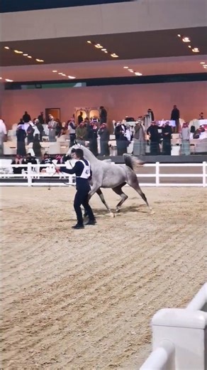 Arabian Horse Festival 2025 🐎✨ | مهرجان الخيول العربية #HorseFestival