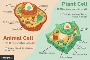 View 30 Animal Cell Labeled 7Th Grade