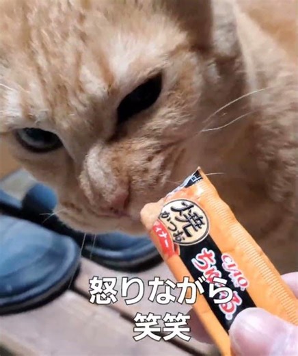 He's furious... 😂 #shorts #handsomecat #tabbycat #rescuedcat #realstray #cathouse #ChuruCompleteN...