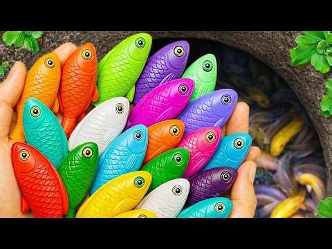 Catch beautiful aquarium fish in small pond baby turtles, eels, pencil fish, guppies blu,puffer fish