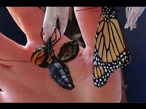 Monarch Butterfly Emerging from Chrysalis