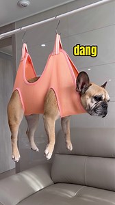 720K views · 10K reactions | How To Really Take Care Of A French Bulldog | Griffin Frenchie | Facebook