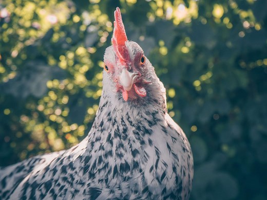Considering Green Queen Chicken Breed? Read This First
