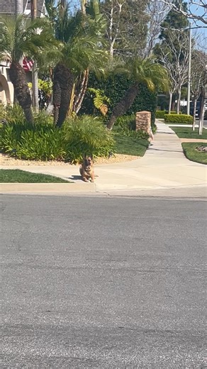 Belgian Malinois does long distance commands with ease #belgianmalinois #dogshorts #trending