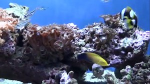 Wrasse Types - 15 Reef Safe Ones (With Pictures!)