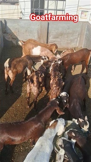 🐐🐐🐐🐐🔥🇮🇳🇮🇳😎🤲🤲 #bakripalo #goatfarming #shadoof #goat #beautifullgoats #bakripalankaisekre