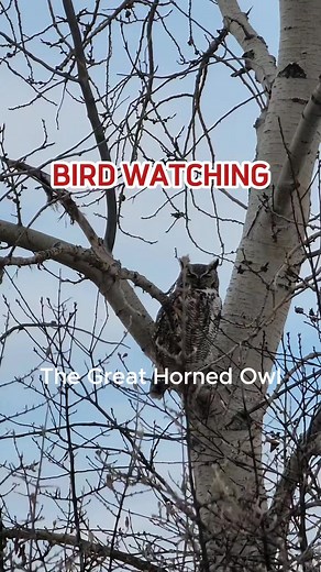 The joy of bird watching lies in the pursuit of beautiful moments and remarkable encounters. #nature #birdwatching #wildlife | Anna Belle