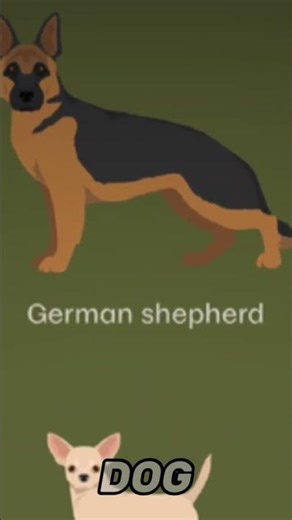 Part 1 | Types of Dogs🐾The German shepherd.. #animals #Dog #shortvideo
