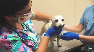 17K views · 1.4K reactions | Rescue Alert! Meet Paw, she’s an eight-year-old Chihuahua mix who was recently rescued from a hoarding situation. The video below shows her first medical check-up at our Pet Health Centers. Help us continue our life-saving mission by making a donation below: www.animalleague.org/donatetoday #GetYourRescueOn #Adopt #Rescue #Hoarding #Chihuahua | North Shore Animal League America | Facebook