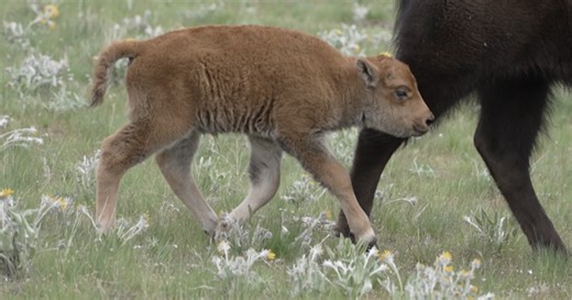 CSKT Bison Range welcomes first bison calf of the season