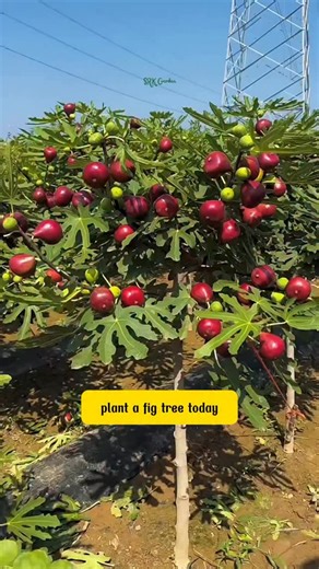 The Crafted Garden | Fig tree | Instagram