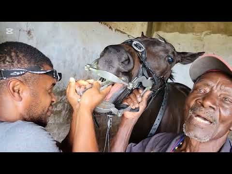 🇯🇲REMOVING CAPS & WOLF TEETH | THE EQUINE DENTIST IN ACTION🇯🇲 # horselovers # equine dentist