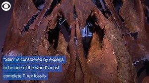 37K views · 15 shares | “Stan” the 67-million-year-old Tyrannosaurus rex set a record on Tuesday (10/6). The skeleton sold at auction for a record price of more than $27 million. | CBS Newspath | Facebook