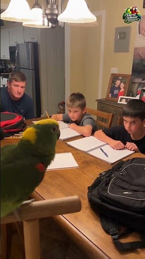 Did You Do Your Homework !!!! #parrot #birds #helpmemakethismakesense