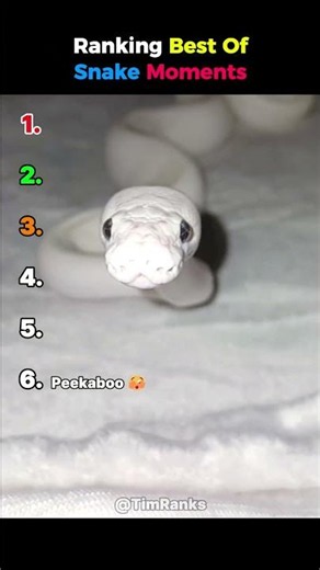 Ranking Best Of Snake Moments 🐍 (The unboxing at #1 is crazy 😭✂️💀) #shorts #ranking #animals