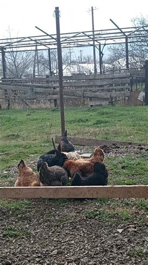 Spring Sunshine Bliss – Happy Chickens Enjoying the Warm Sun ☀️🐔