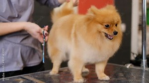 grooming dogs Spitz Pomeranian in the cabin. Professional care for the dog.