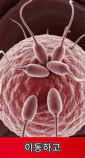 Ovulation occurs when a mature (egg) oocyte is released from the ovary #ovulation #oocyte