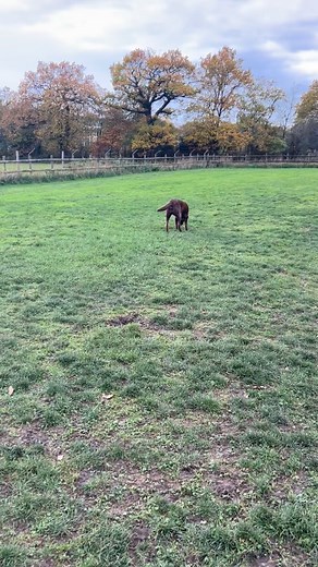 Polly, Rosie, Tabitha, Monty, Bruce and Tilly🥰🧡 | Hylton Hound Hotel Day Care