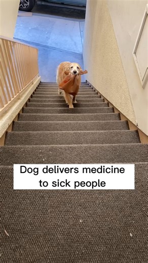 Dog deliver’s food to sick people 🐕 | Sara L