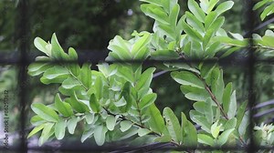 Window view from house, green forest outdoor, sunlight come through the window, forest backgrounds.