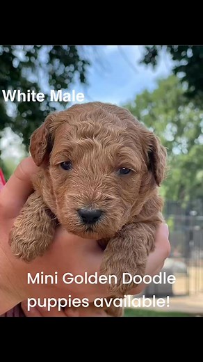 Five male mini golden doodle (F1B) puppies available in 4 weeks. #puppies #puppy #golden #doodle | Papa's Puppies