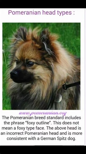 3.6K views · 32 reactions | Pomeranian head types ( this is unofficial) taken ( with permission) from the Pomeranian Resource website : www.pomeranian.org | Pomeranian | Facebook