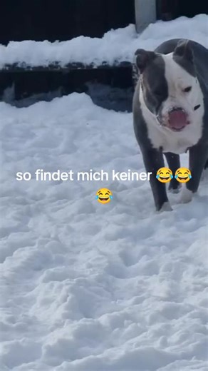 American Bully Standard Peaches: A Unique Pet Experience