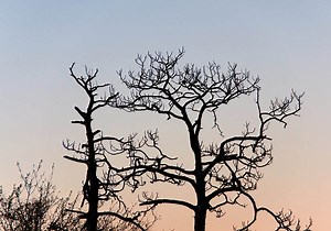 The Seed Full Release ( Outdated ) file