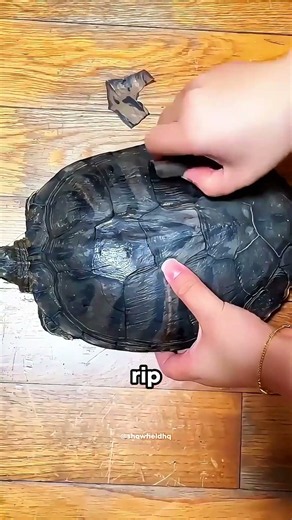 Never Peal Turtle Shells 😳🐢