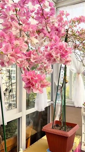 Spring Decluttering Transformation: Organizing My Sunroom for Bougainvillea Growth