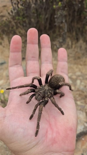 SPIDER SHOPPE Tarantulas for sale | Euathlus truculentus | Instagram