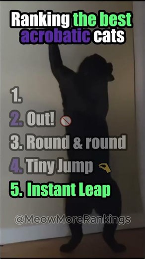 Ranking the Most Acrobatic Cat Moments! #catvideos #cat #funnycats #blackcat