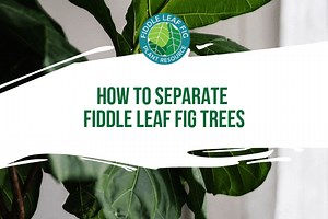 How to Separate Fiddle Leaf Fig Trees