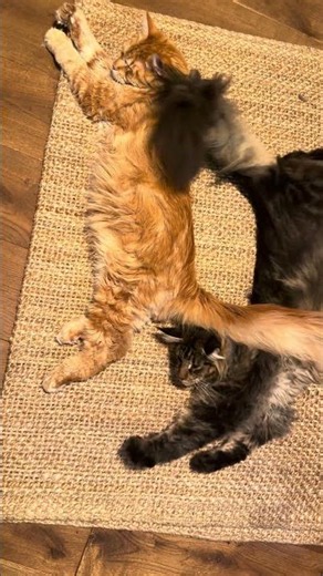 When it is too hot for spooning… 💞