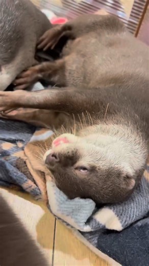 Snuggle mode ON, sleepy noises included 😴💕 | Otter Melonpan