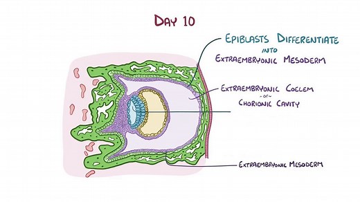 Video: Development of the fetal membranes - Video Explanation! | Osmosis | Osmosis