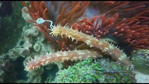 1.5K views · 27 reactions | Holothuria hilla (Tiger-tail Sea Cucumber) in a reef tank at Blumentier -Meerwasseraquaristik- Please note these guys are only for skilled person who knows how to handle and feed them. For sure Tobias the owner of the 'Blumentier' shop is one of these person. A great guy with the passion for reef tanks and marine fish. #oliverknott #ok_aqua #blumentier #reeftank #marinetank #holothuria #hilla | Oliver Knott | Facebook