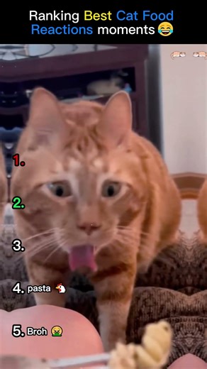Ranking the Best Cat Food Reactions 😂 #funnycats #catfails #catfoodreview #catshorts #funny